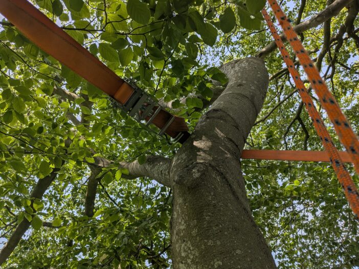 Gespleten beuk veiliggesteld met tijdelijk noodanker
